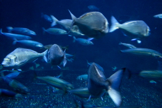 aquarium-de-paris-poisson