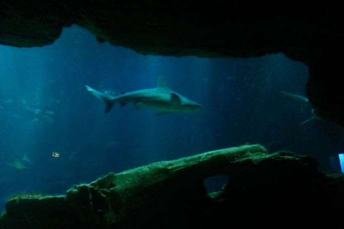 aquarium-de-paris-requin