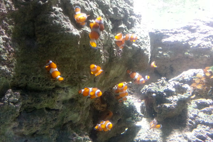 aquarium-de-paris
