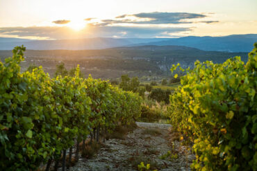 vins-ardeche